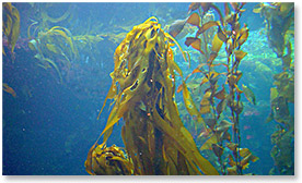 kelp